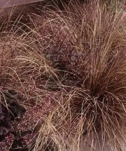 Future Forests Carex Buchananii Red Rooster 7 Future Forests Carex Buchananii Red Rooster