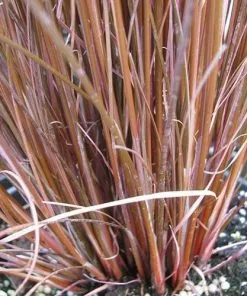 Future Forests Carex Buchananii Red Rooster 8 Future Forests Carex Buchananii Red Rooster
