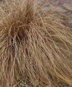 Future Forests Carex Buchananii Red Rooster 9 Future Forests Carex Buchananii Red Rooster