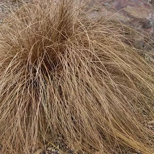 Future Forests Carex Buchananii Red Rooster 6 Future Forests Carex Buchananii Red Rooster