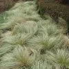 Future Forests Carex Comans Frosted Curls