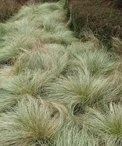 Future Forests Carex Comans Frosted Curls