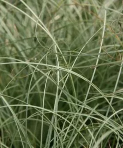 Future Forests Carex Comans Frosted Curls