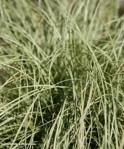 Future Forests Carex Comans Frosted Curls