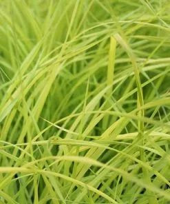Future Forests Carex Elata Aurea - Golden Sedge