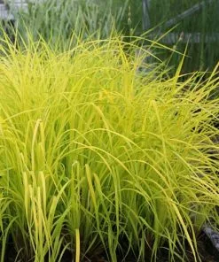 Future Forests Carex Elata Aurea - Golden Sedge