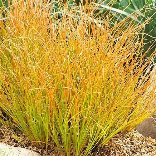 Future Forests Carex Testacea Prairie Fire 4 Future Forests Carex Testacea Prairie Fire