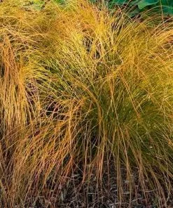 Future Forests Carex Testacea Prairie Fire 8 Future Forests Carex Testacea Prairie Fire