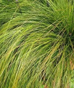 Future Forests Carex Testacea Prairie Fire 9 Future Forests Carex Testacea Prairie Fire