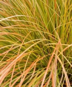 Future Forests Carex Testacea Prairie Fire
