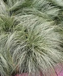 Future Forests More Carex Comans Amazon Mist