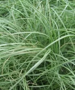 Future Forests More Carex Comans Amazon Mist