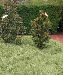 Future Forests More Carex Comans Amazon Mist