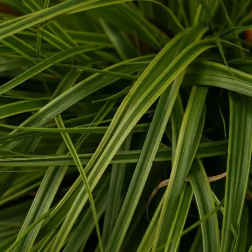 Future Forests Carex Oshimensis Everlime Grasses 3 Future Forests Carex Oshimensis Everlime Grasses