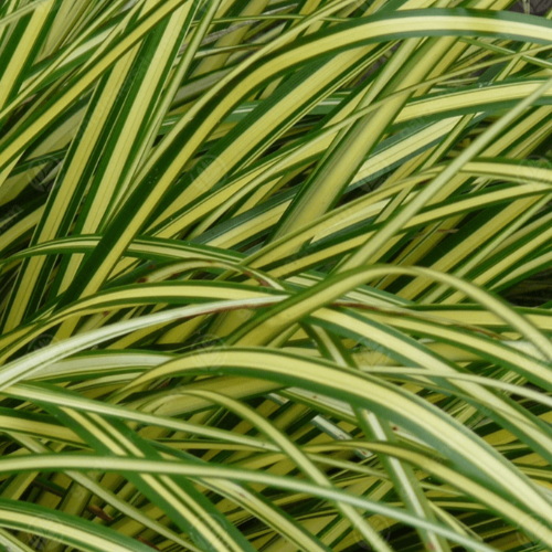 Future Forests Grasses Carex Oshimensis Eversheen 3 Future Forests Grasses Carex Oshimensis Eversheen