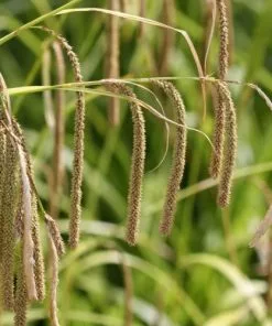 Future Forests Carex Pendula