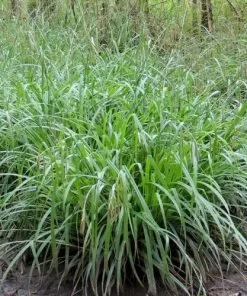 Future Forests Carex Pendula