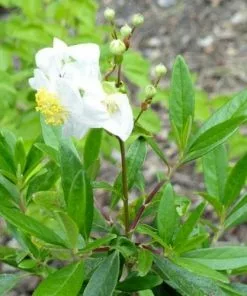 Future Forests Shrubs Carpenteria Californica