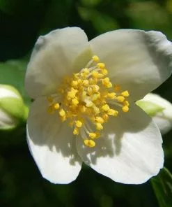 Future Forests Shrubs Carpenteria Californica