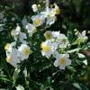 Future Forests Shrubs Carpenteria Californica