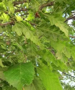 Future Forests Trees Carpinus Betulus Quercifolia