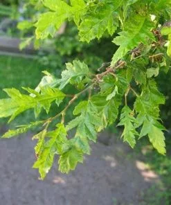 Future Forests Trees Carpinus Betulus Quercifolia 15 Future Forests Trees Carpinus Betulus Quercifolia