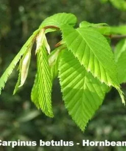 Future Forests Neat Natural Hedge Mix