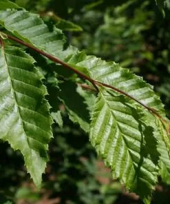 Future Forests Carpinus Betulus Frans Fontaine Trees