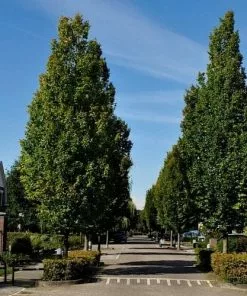 Future Forests Carpinus Betulus Frans Fontaine Trees