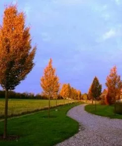 Future Forests Carpinus Betulus Frans Fontaine Trees