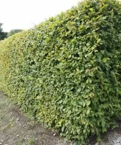 Future Forests Carpinus Betulus - Hornbeam Hedging