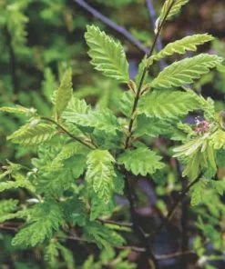 Future Forests Trees Carpinus Betulus Quercifolia 11 Future Forests Trees Carpinus Betulus Quercifolia