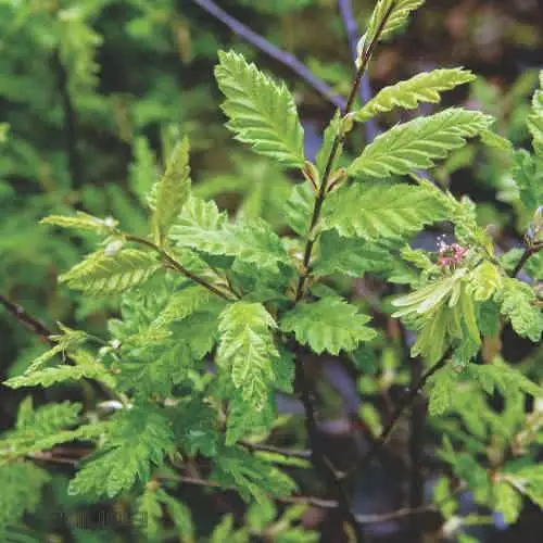 Future Forests Trees Carpinus Betulus Quercifolia 5 Future Forests Trees Carpinus Betulus Quercifolia