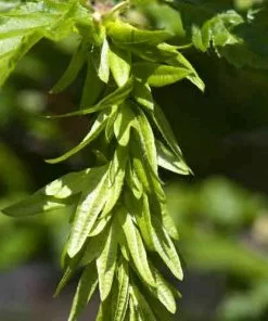 Future Forests Trees Carpinus Betulus Quercifolia 12 Future Forests Trees Carpinus Betulus Quercifolia