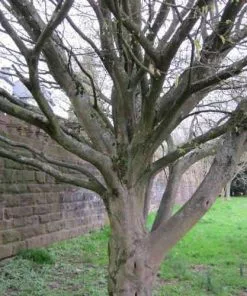 Future Forests Trees Carpinus Betulus Quercifolia 13 Future Forests Trees Carpinus Betulus Quercifolia