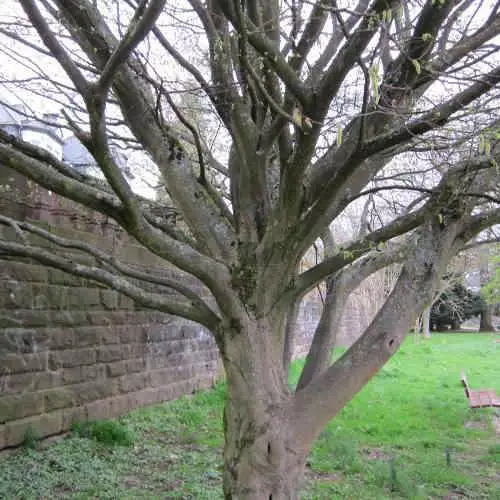 Future Forests Trees Carpinus Betulus Quercifolia 7 Future Forests Trees Carpinus Betulus Quercifolia