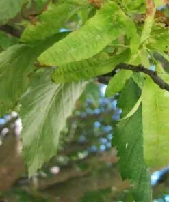 Future Forests Trees Carpinus Betulus Quercifolia 14 Future Forests Trees Carpinus Betulus Quercifolia