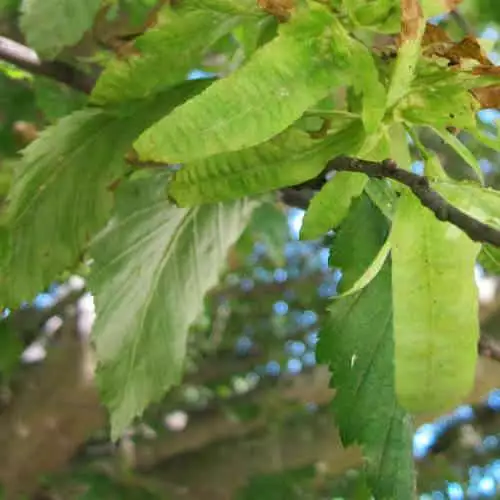 Future Forests Trees Carpinus Betulus Quercifolia 8 Future Forests Trees Carpinus Betulus Quercifolia