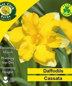 Future Forests Bulbs Daffodil Cassata 11 Future Forests Bulbs Daffodil Cassata