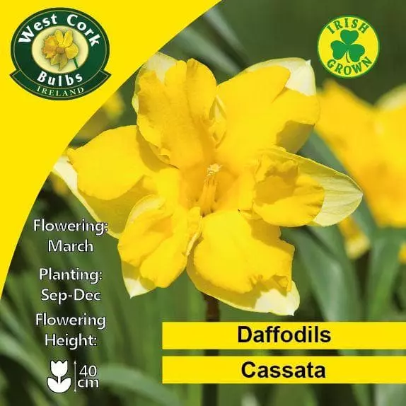 Future Forests Bulbs Daffodil Cassata 6 Future Forests Bulbs Daffodil Cassata