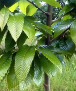 Future Forests Castanea Sativa Bouche De Bétizac - Sweet Chestnut Fruit