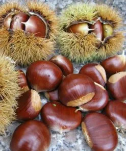 Future Forests Castanea Sativa Bouche De Bétizac - Sweet Chestnut Fruit