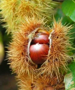 Future Forests Castanea Sativa Bouche De Bétizac - Sweet Chestnut Fruit