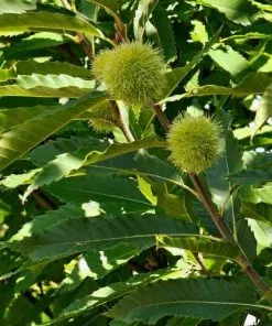 Future Forests Castanea Sativa Bouche De Bétizac - Sweet Chestnut Fruit