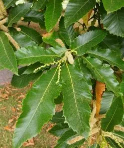 Future Forests Trees Castanea Sativa