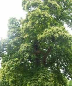 Future Forests Trees Castanea Sativa