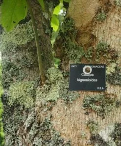 Future Forests Trees Catalpa Bignonioides