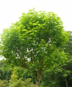 Future Forests Trees Catalpa Bignonioides