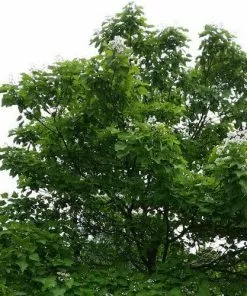 Future Forests Trees Catalpa Bignonioides