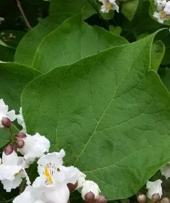 Future Forests Trees Catalpa Bignonioides